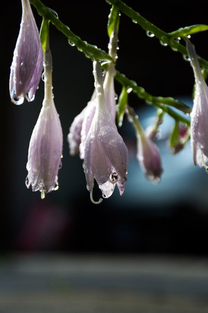 The flowering hosta with rain drops. One of the varieties of hosta plant. Selective focus.の写真素材