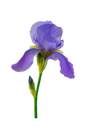 Beautiful iris flower isolated on white background. Spring and summer flower