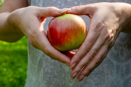 Hands hold red delicious apple. Healthy lifestyle conceptの写真素材