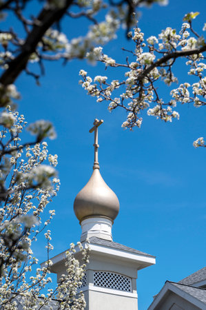 Spring branches of blooming apple trees. Flowers on blue sky. selective focus.の写真素材