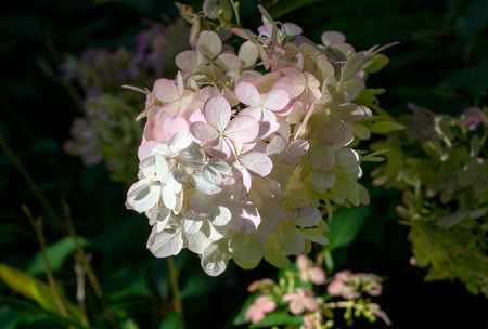 Blooming Hydrangea flowers, Fresh summer flowers in garden. Floral concept