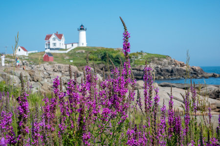 Nubble Lighthouse, Cape Neddick Point, York Maine, USA. Focus on Purple flowers in front of lighthouse.の写真素材