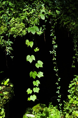 green leavesの写真素材