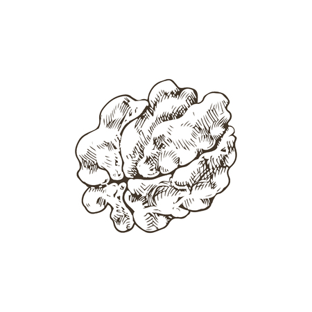 Hand drawn nut. Vector sketch of walnut isolated on white background.