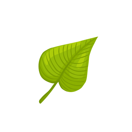 Hand drawn green leaf. Leaf in line art style isolated on white background.のイラスト素材