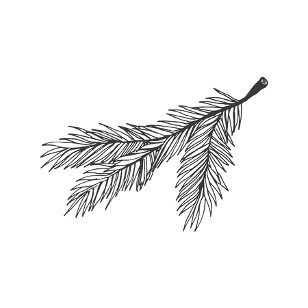 Christmas tree branch illustration isolated on white background. Hand drawn Christmas symbol. Doodle style.のイラスト素材