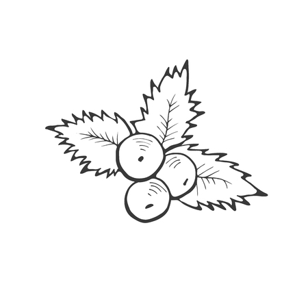Christmas holly berry illustration isolated on white background. Hand drawn Christmas symbol. Doodle style.のイラスト素材