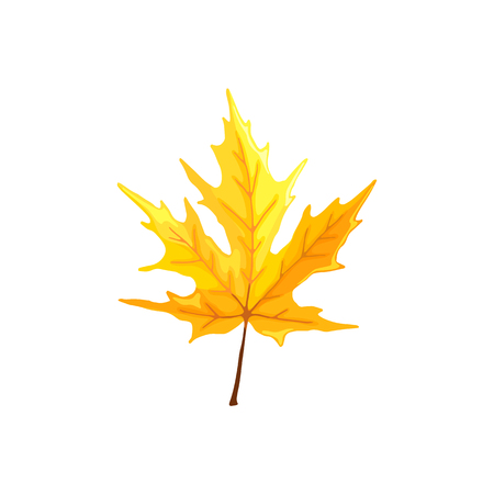 Hand drawn maple leaf. Colorful and bright maple leaf isolated on white background.のイラスト素材