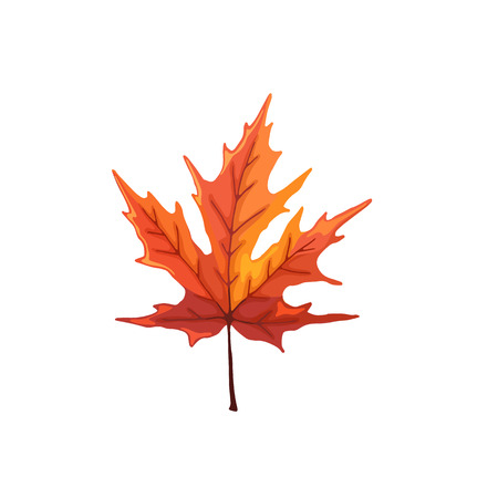 Hand drawn maple leaf. Colorful and bright maple leaf isolated on white background.のイラスト素材