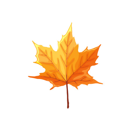 Hand drawn maple leaf. Colorful and bright maple leaf isolated on white background.のイラスト素材