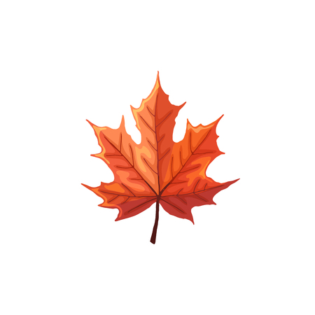 Hand drawn maple leaf. Colorful and bright maple leaf isolated on white background.のイラスト素材