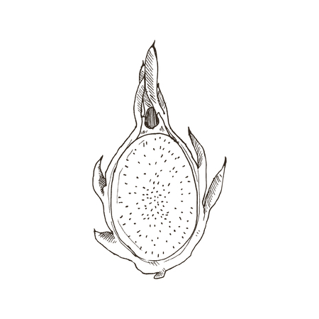 Hand drawn dragonfruit  isolated on white background. Tropical fruit sketch  illustration.のイラスト素材