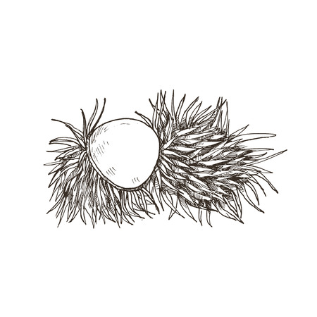 Hand drawn rambutan  isolated on white background. Tropical fruit sketch illustration.のイラスト素材