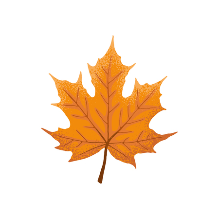 Hand drawn maple leaf. Colorful and bright maple leaf isolated on white background.のイラスト素材