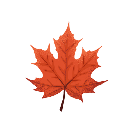 Hand drawn maple leaf. Colorful and bright maple leaf isolated on white background.のイラスト素材