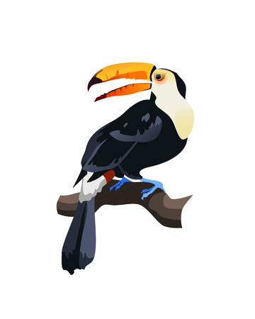 Exotic tropical bird vector illustration isolated on white background. Colorful toucan set.のイラスト素材
