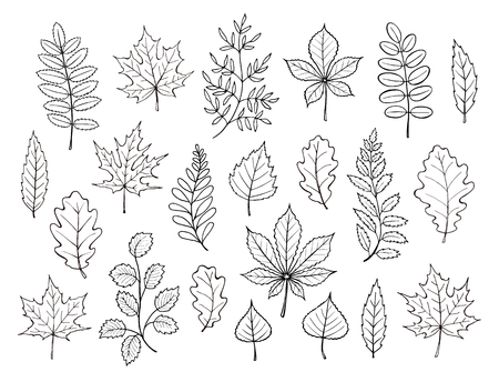 autumn leaves collection vector illustrationのイラスト素材