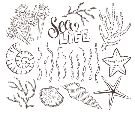 Seashells sketch collection vector illustrationのイラスト素材