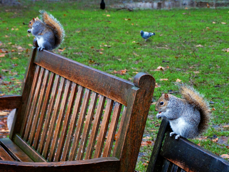 Two squirrels sitting on the bench and eating nut in London parkの写真素材