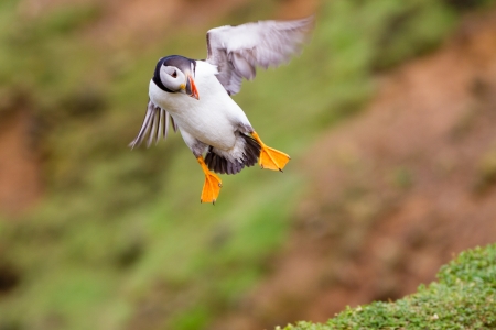 A Puffin on final approach to landingの写真素材