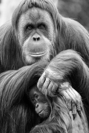 A mother and baby orangutanの写真素材