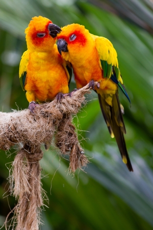 Two love birds kissing on a perch