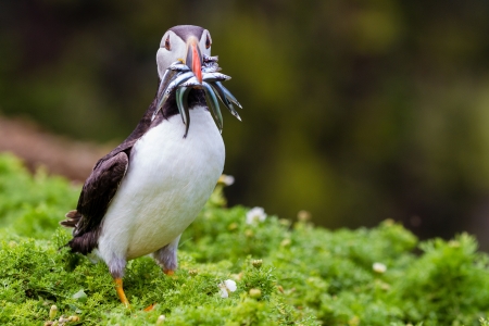 Puffin with sand eels in his mouthの写真素材