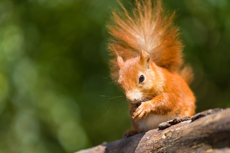 A red squirrel eating a nutの写真素材