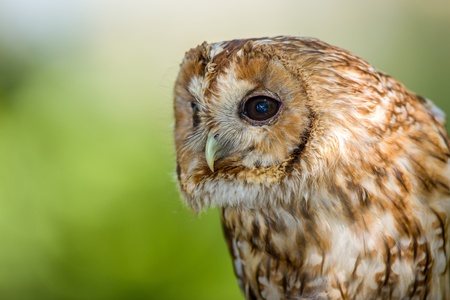 Close up portarit of a Tawny Owlの写真素材
