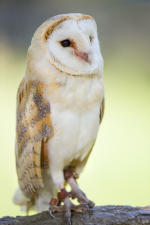 A full body portrait of a perched Barn Owlの写真素材