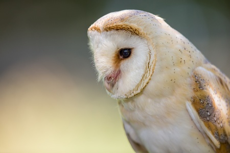 Close up profile portrait of a Barn Owl