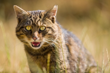 Portrait of a Scottish Wildcatの写真素材