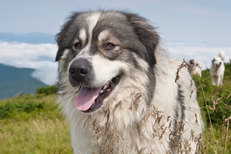 Portrait of sheep dog on mountain pasture in summer
