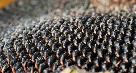 Sunflower with seeds close up