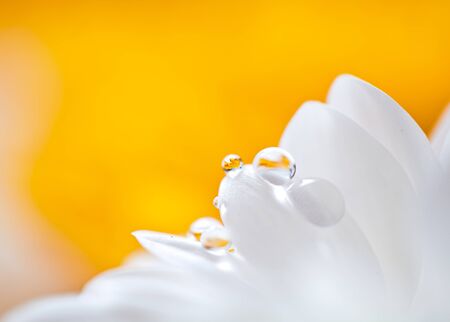 Mums flowers colorful macro backgroundの写真素材