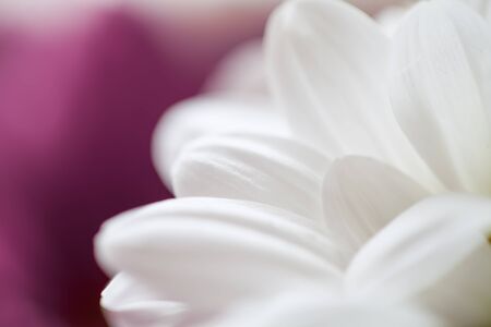 Mums flowers colorful macro backgroundの写真素材