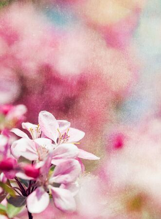Retro spring background with pink flowersの写真素材