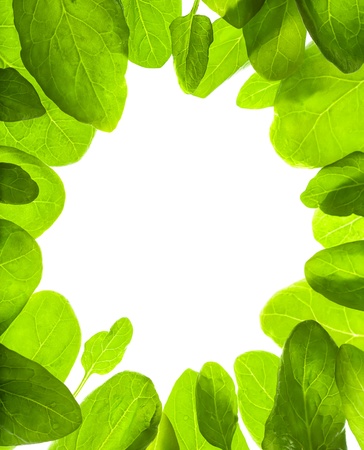 Green leafs isolated frame backgroundの写真素材