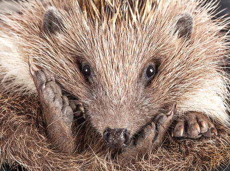 Cute wild hedgehog portraitの写真素材