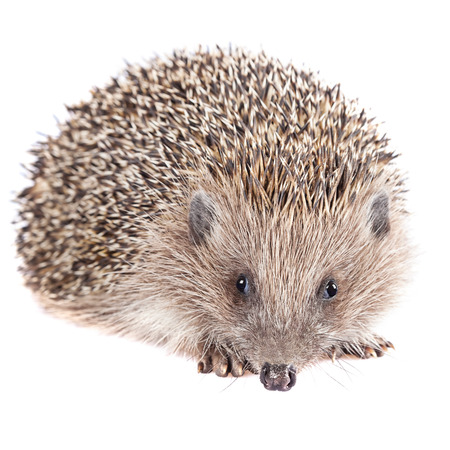 Cute wild hedgehog isolatedの写真素材