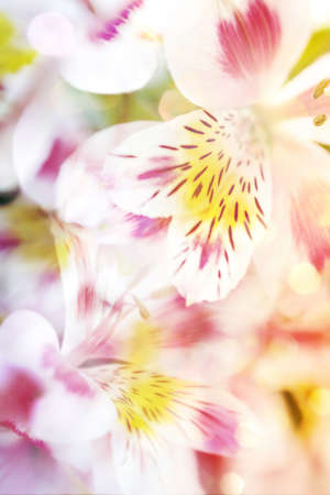 Pink light defocused flowers backgroundの写真素材