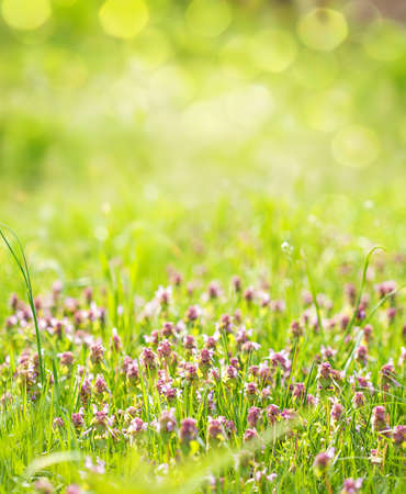 Sunny spring green grass and pink flowers background with bokehの写真素材