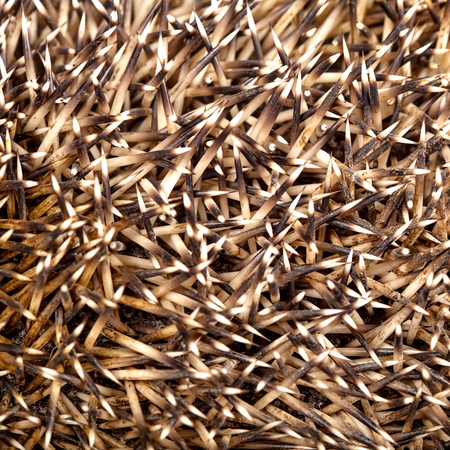 Hedgehog skin needles textureの写真素材