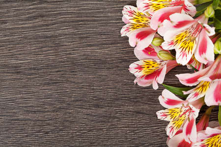Pink flowers Alstroemeria on dark wooden backgroundの写真素材