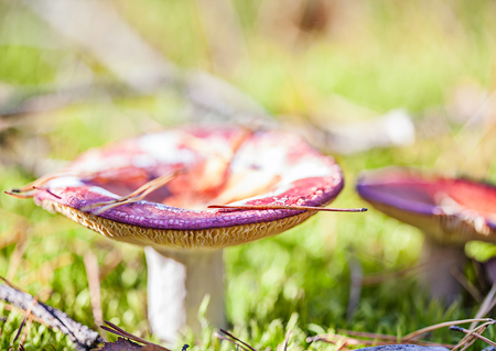 Brown bright mushrooms in autumn forest closeupの写真素材