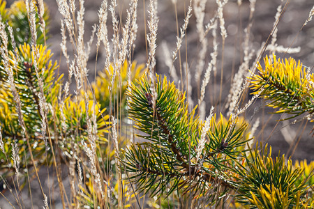 Pine needles closeup nature light background