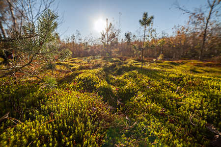 Autumn moss closeup nature green background