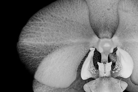 White silver orchid flower closeup on black backgroundの写真素材