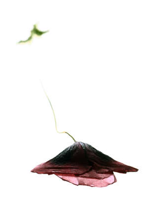dried Single poppy isolated on white background の写真素材