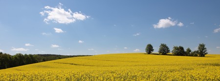 Yellow field rape in bloom with blue sky and white clouds の写真素材
